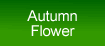 autumn illuminated flower