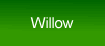 pussy willow illuminated flower