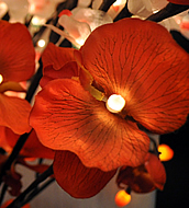 red orchid lit flower